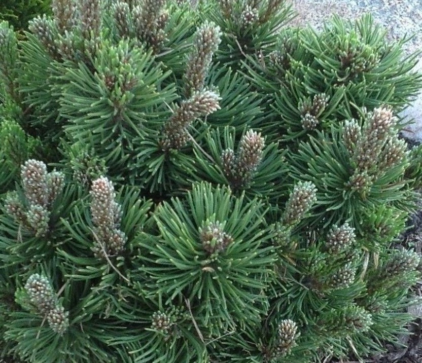 Сосна горная Пикобелло